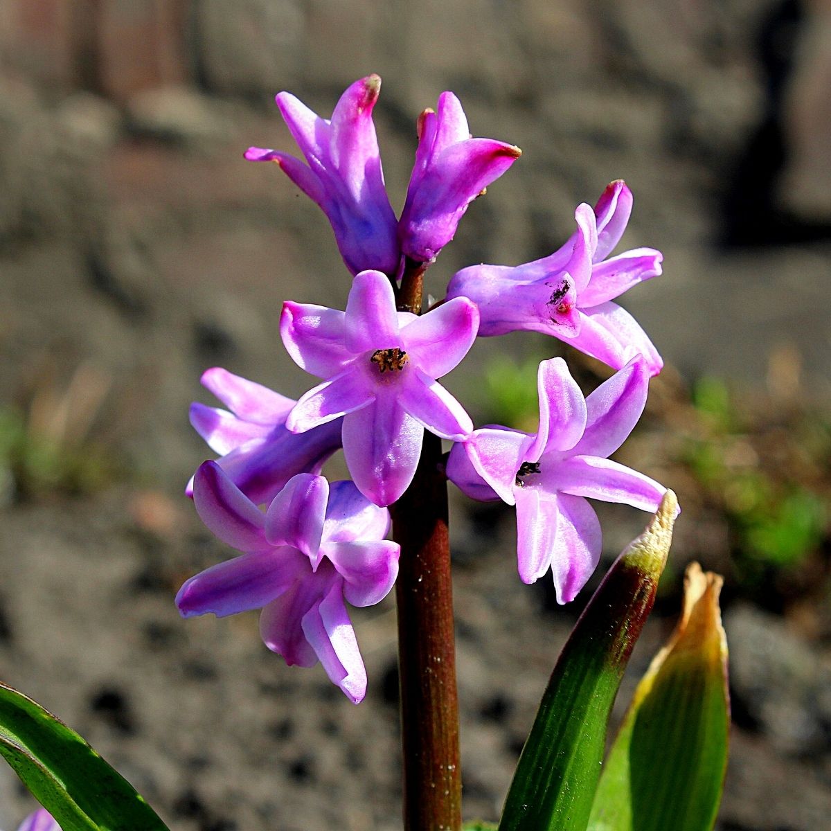 Wonderful World of the Hyacinth Flowers