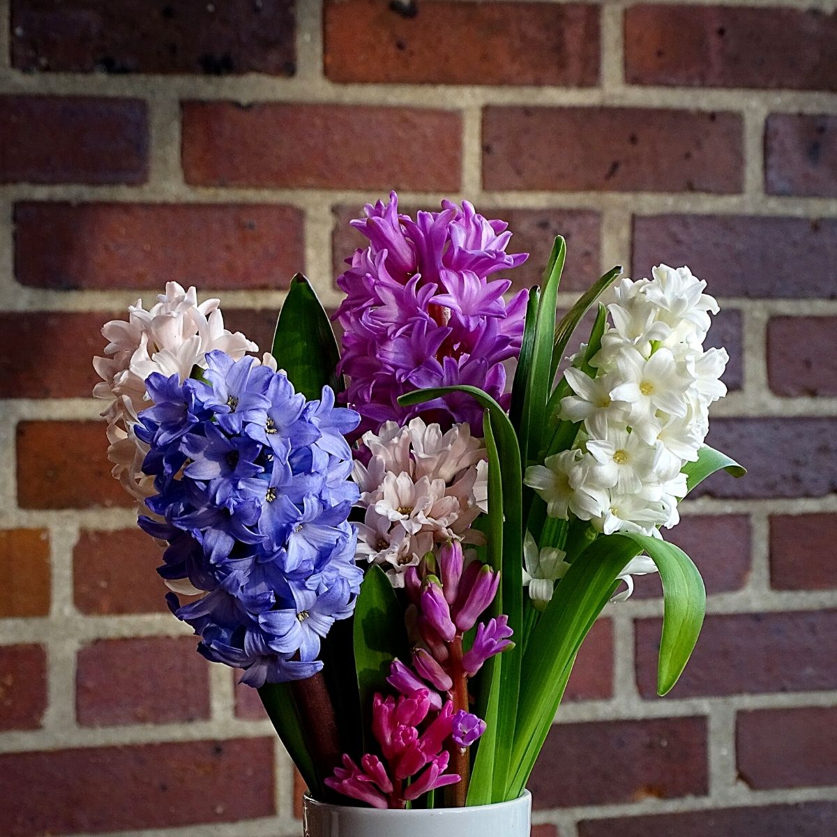 Wonderful World of the Hyacinth Flowers