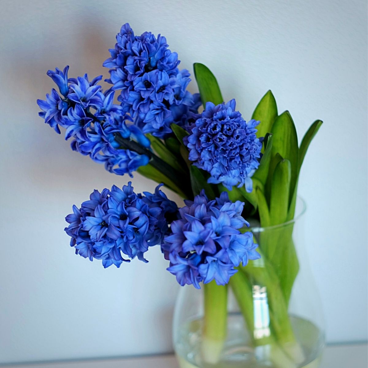 blue colored hycinth flowers in a vase