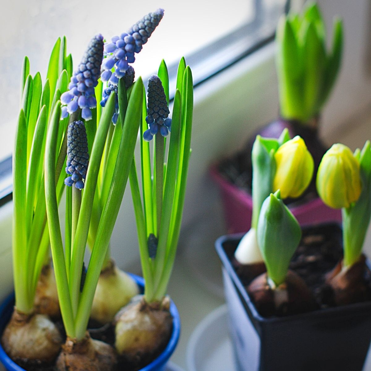 Wonderful World of the Hyacinth Flowers