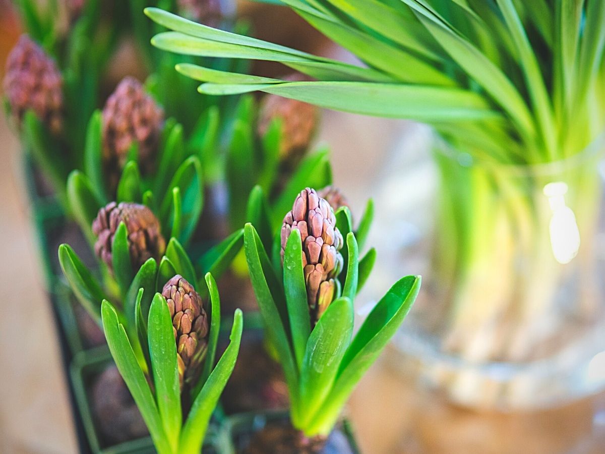 Wonderful World of the Hyacinth Flowers