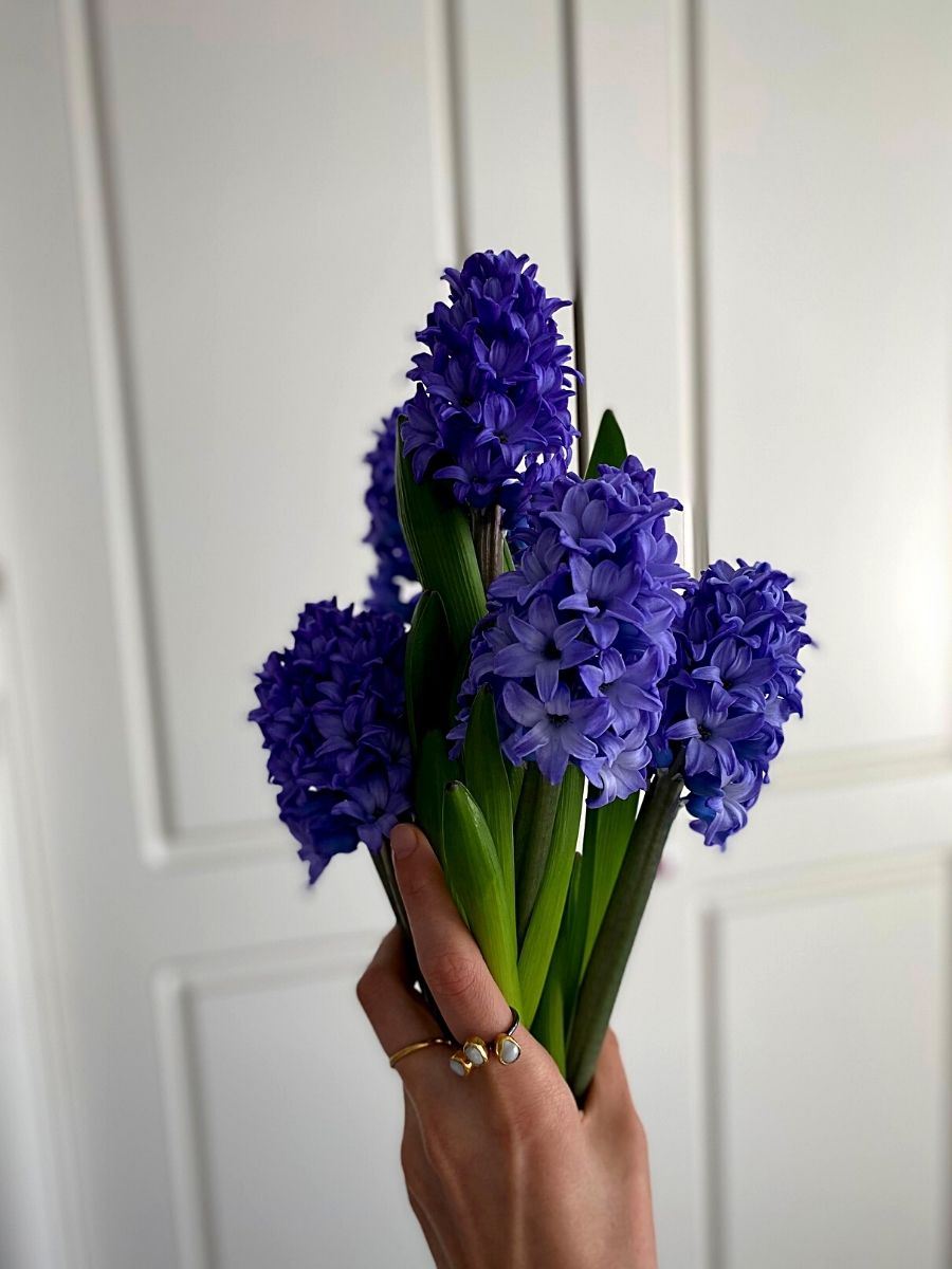Wonderful World of the Hyacinth Flowers