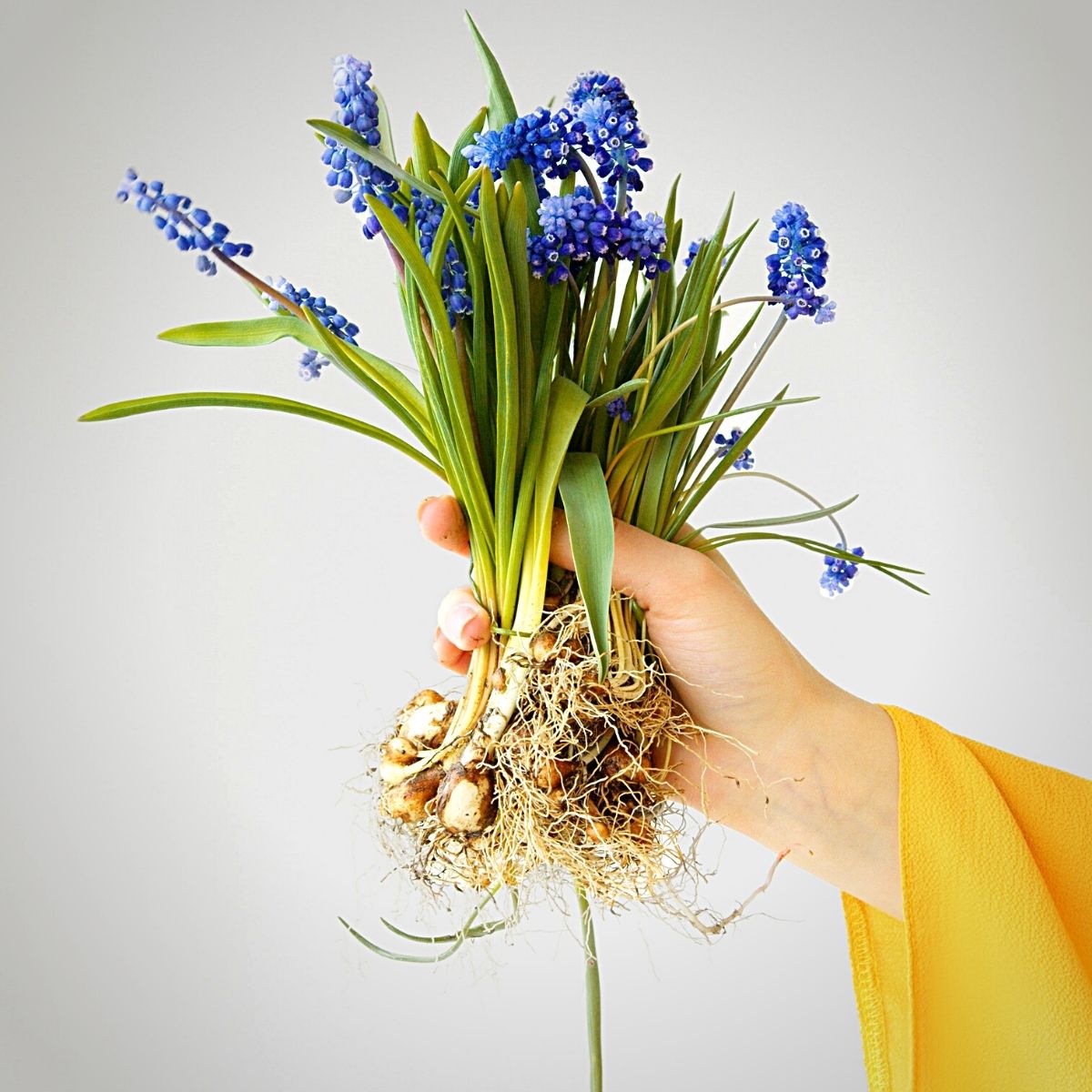 Wonderful World of the Hyacinth Flowers