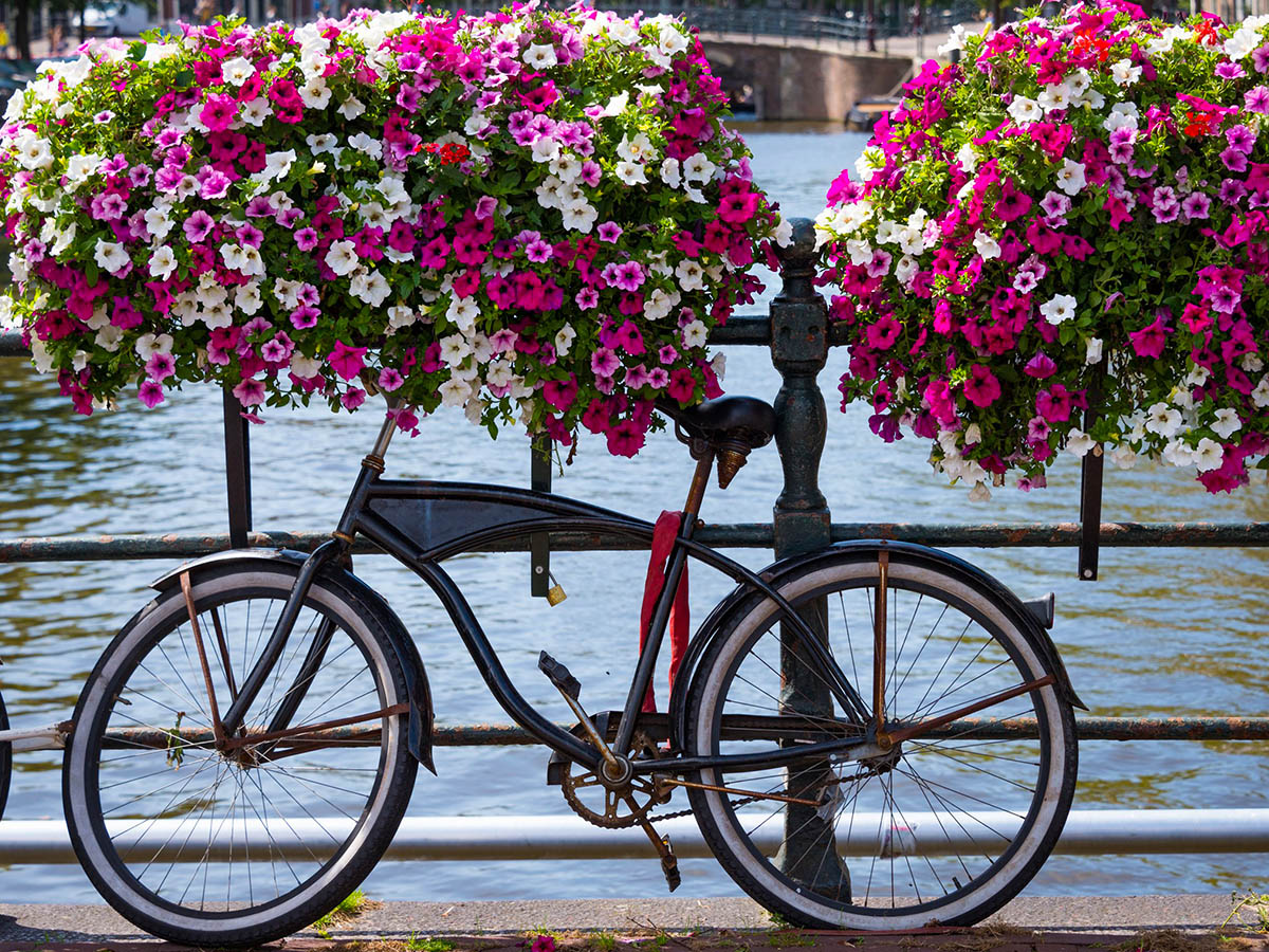 Pink and white Surfinia on bridge with bicycle