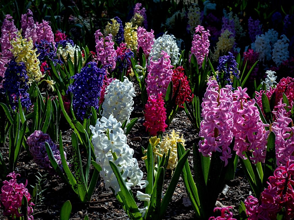 Hyacinth flowers in different colors grown outdoors