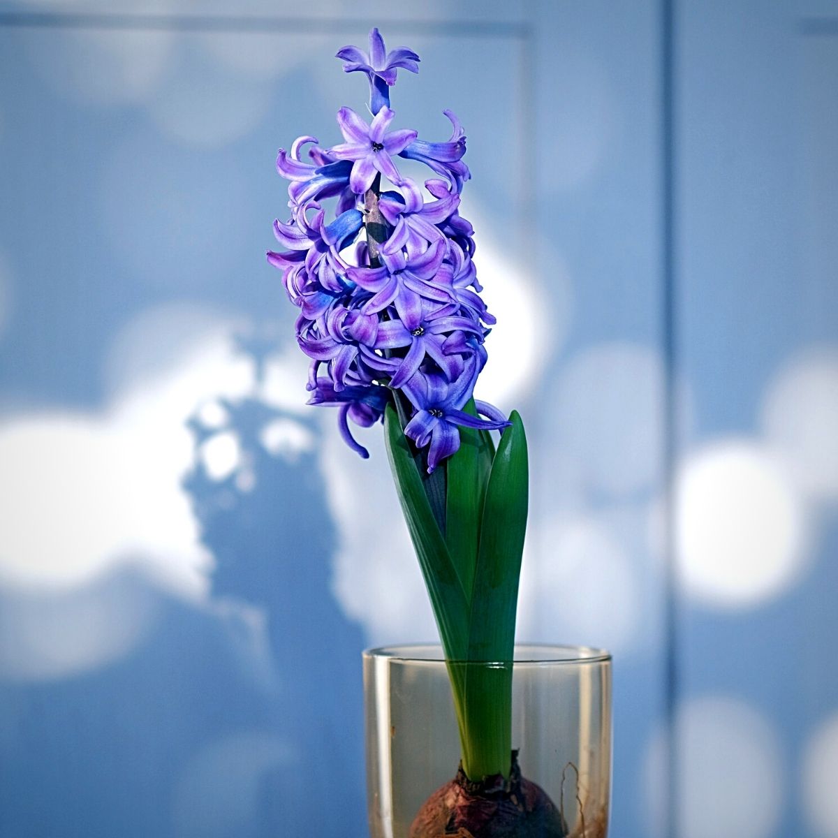 Wonderful World of the Hyacinth Flower