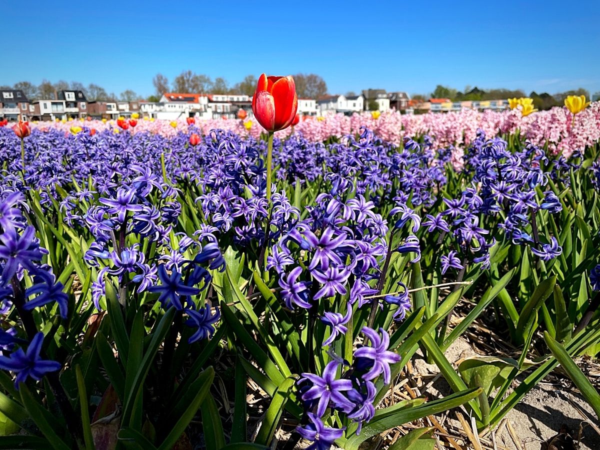 Tulips and hyacinths in an outdoor garden