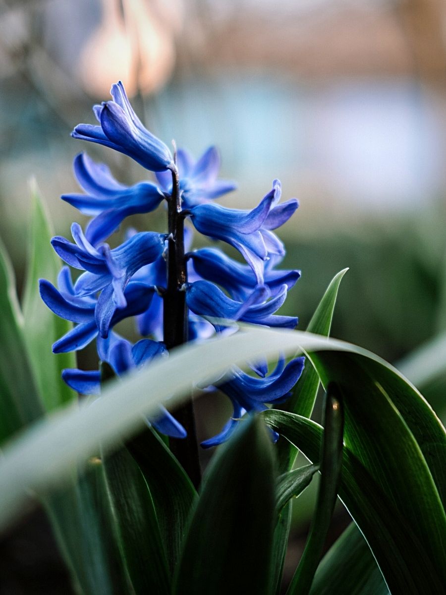 Here's the Wonderful World of the Hyacinth Flower