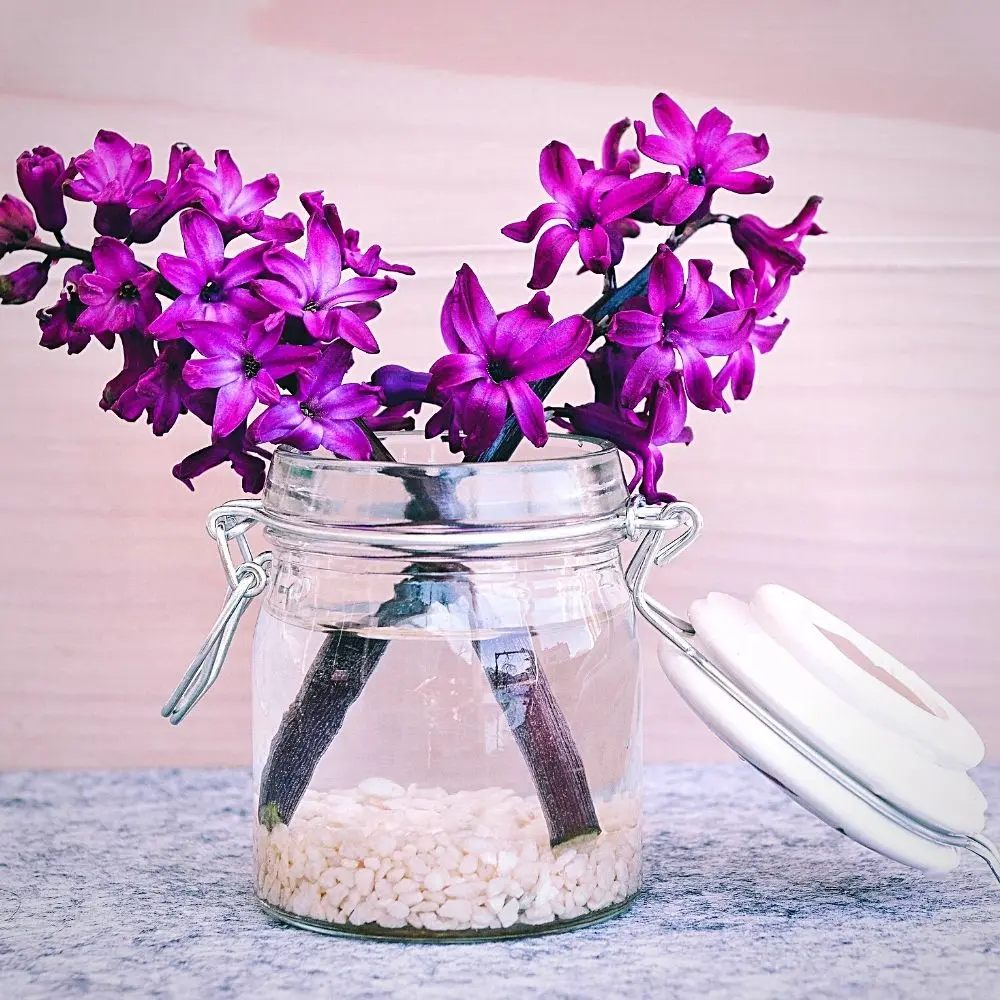 All You Need to Know on the World of Hyacinth Flowers