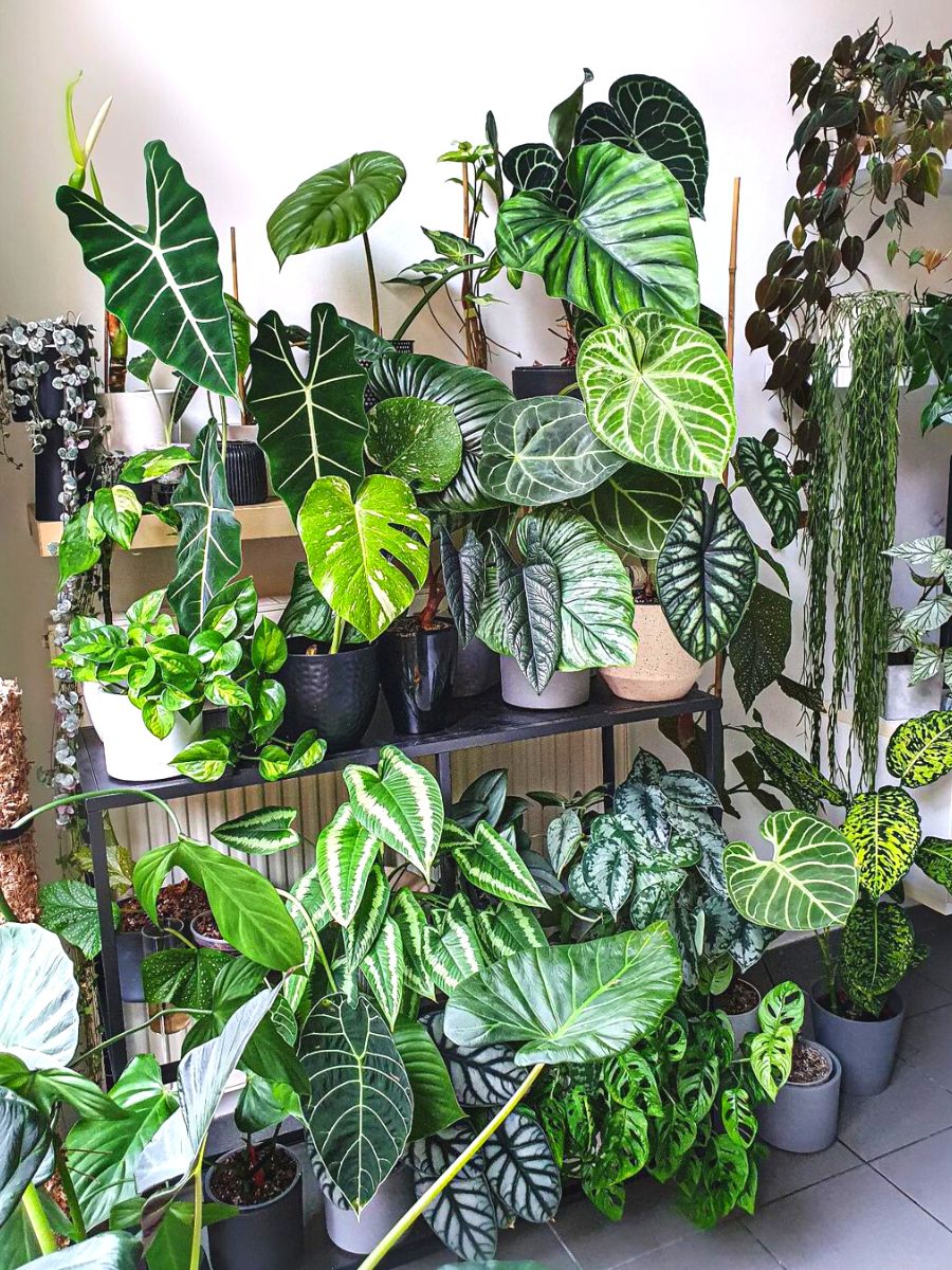 Tips to start your plant parent journey