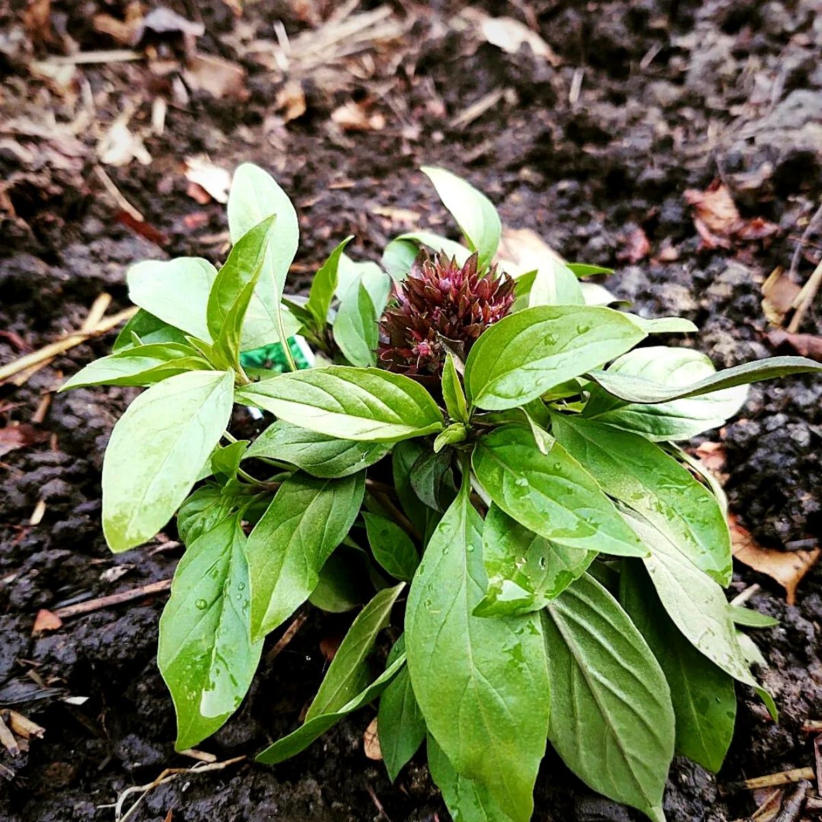 Macro Green Leaf And Flower Of Thai Hairy Basil Or Holy Basil Tree Isolated Black Macro Green Leaf Flower Thai Hairy Image168264705