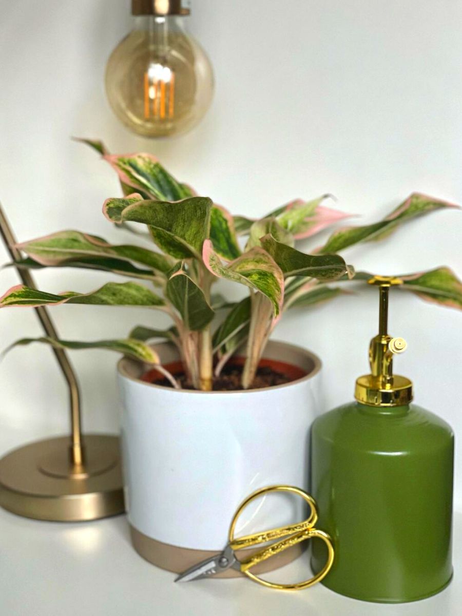 Plant scissors to care for your plant journey
