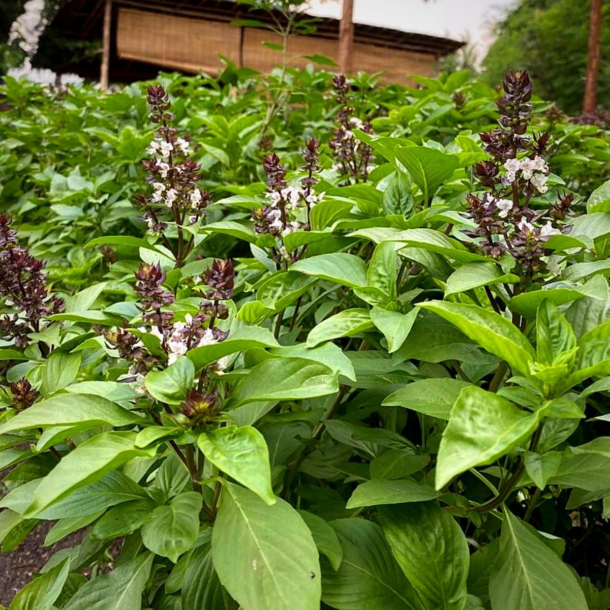 Mature Thai Basil Plants 