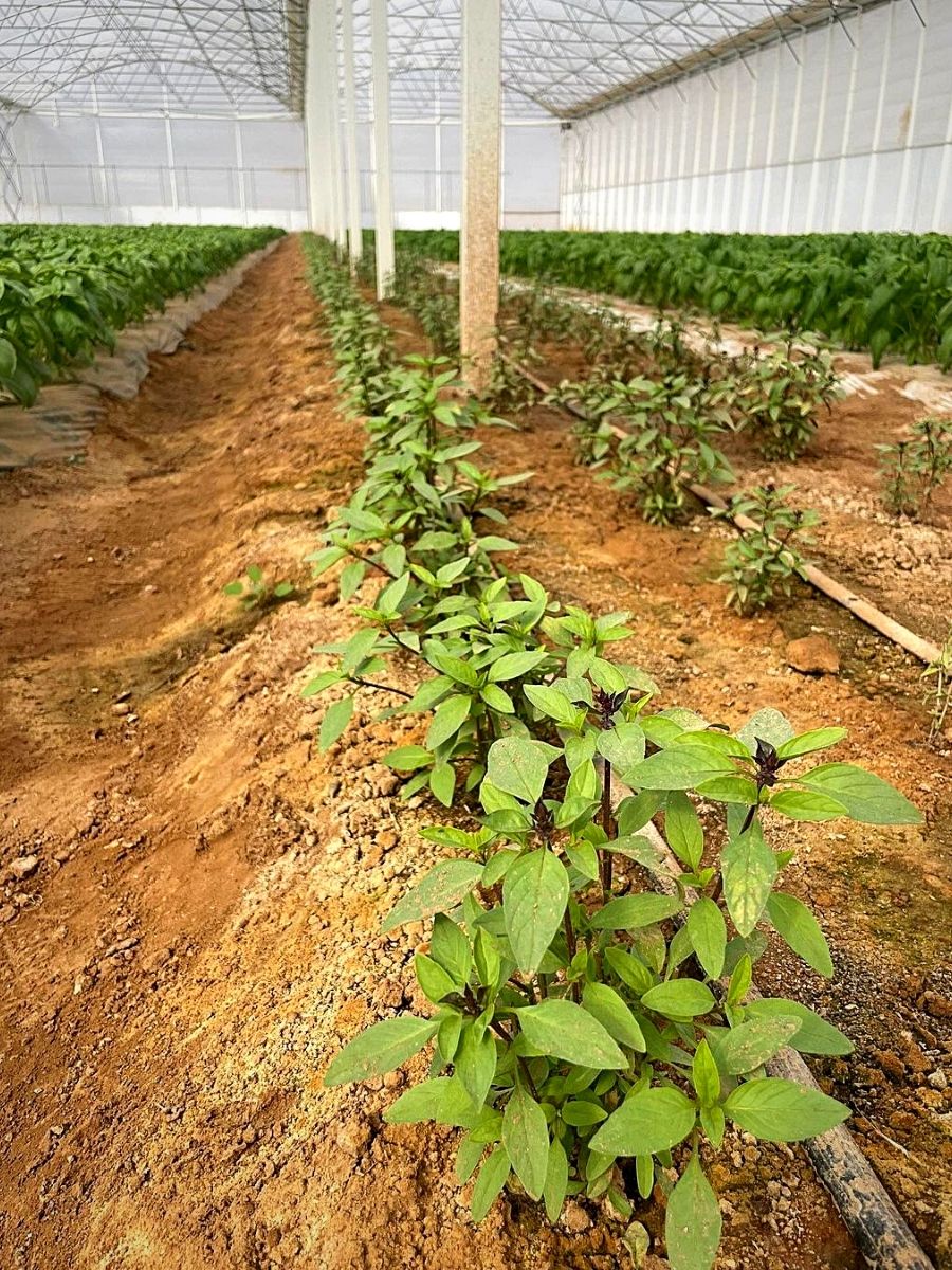 Thai basil is native to Southeast Asia 