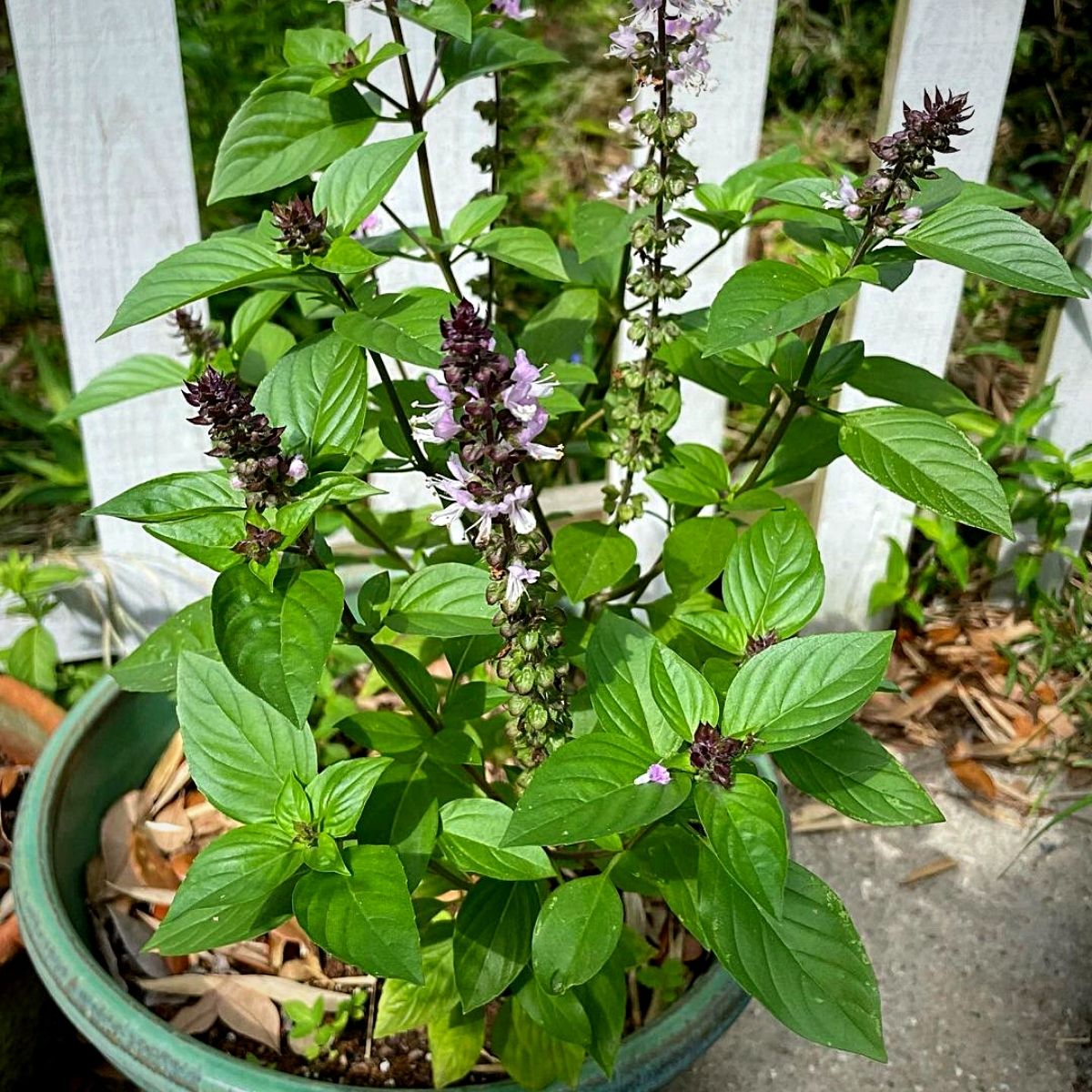 Thai basil plants grown outdoors in a pot