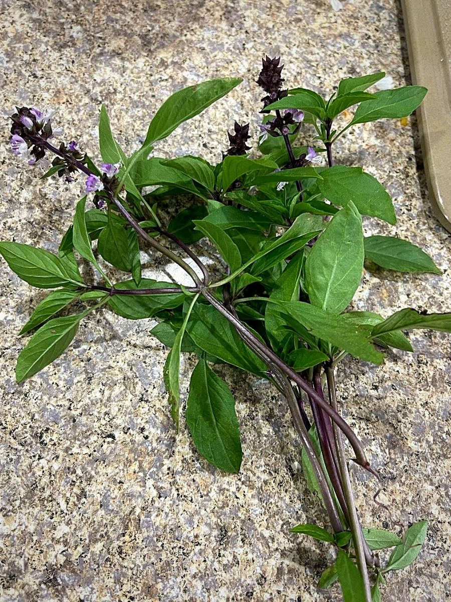 Thai basil is one of the most exquisite plants that nature has to offer.