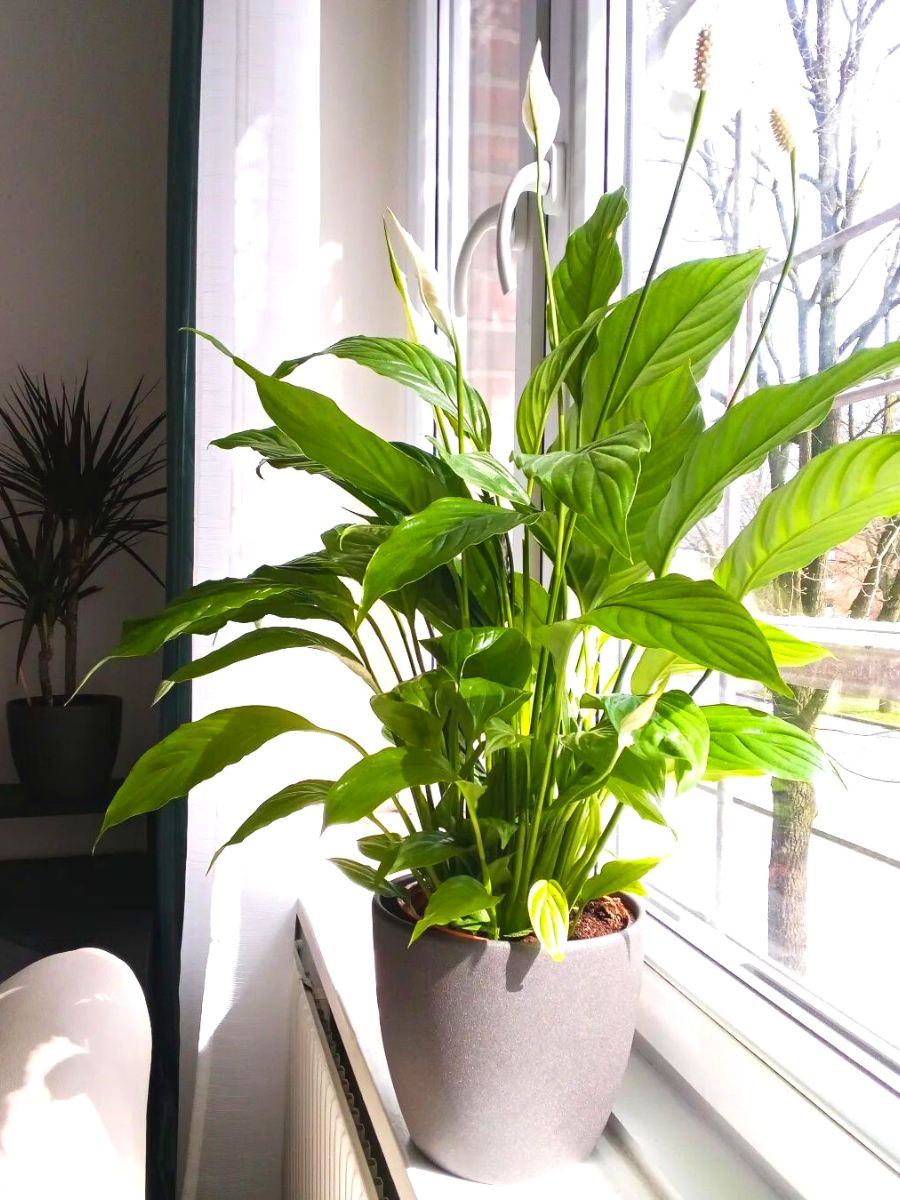 6 Tips For College Students Who are Aspring Plant Parents