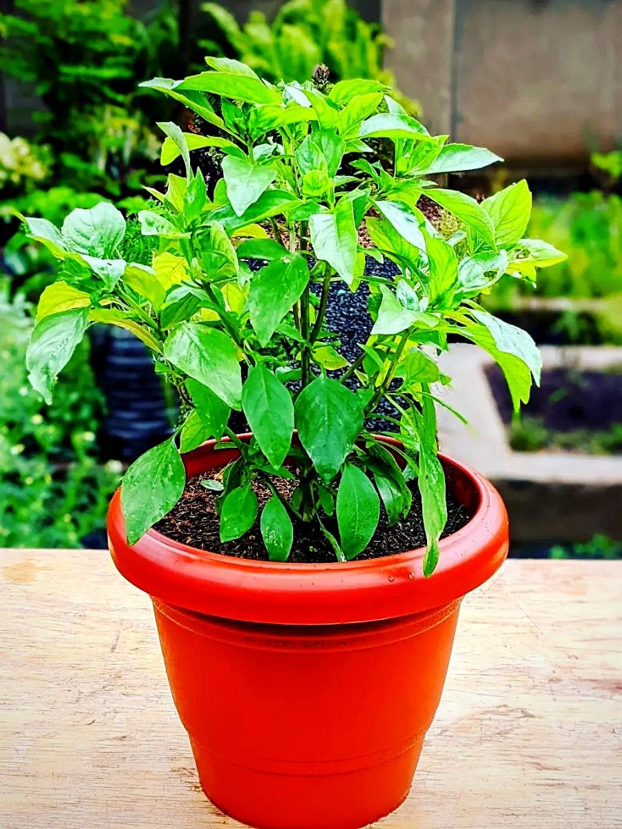 Thai basil plant grown in a pot