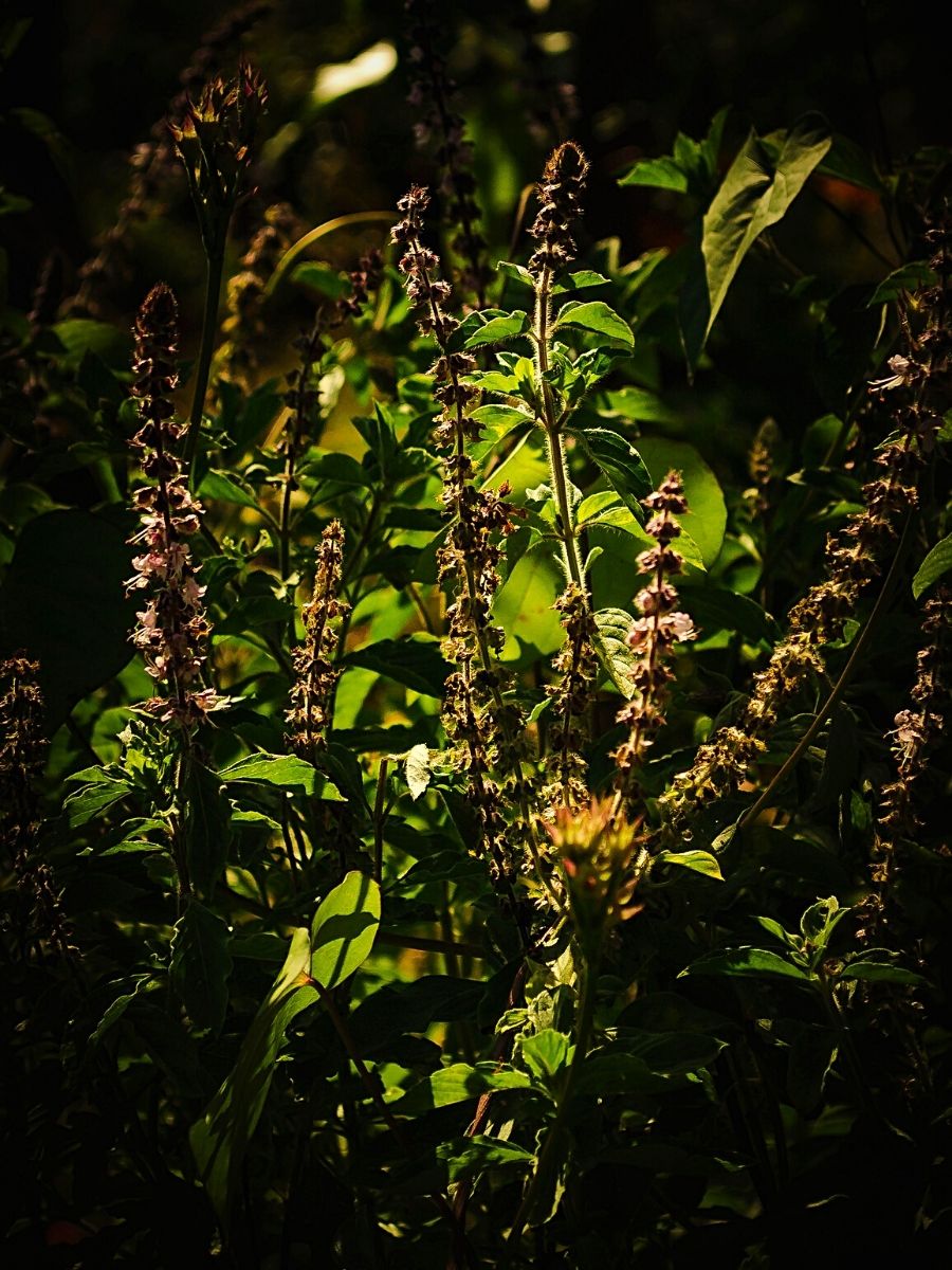 Flowering Thai basil plants