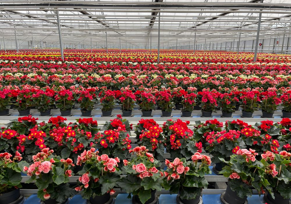 Begonia grower J en P ten Have