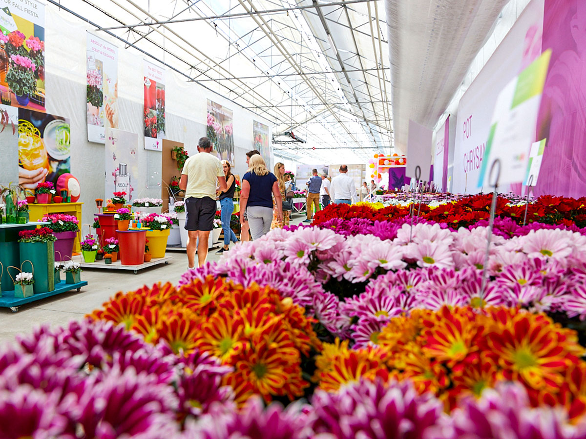 Royal Van Zanten FlowerTrials pot chrysant