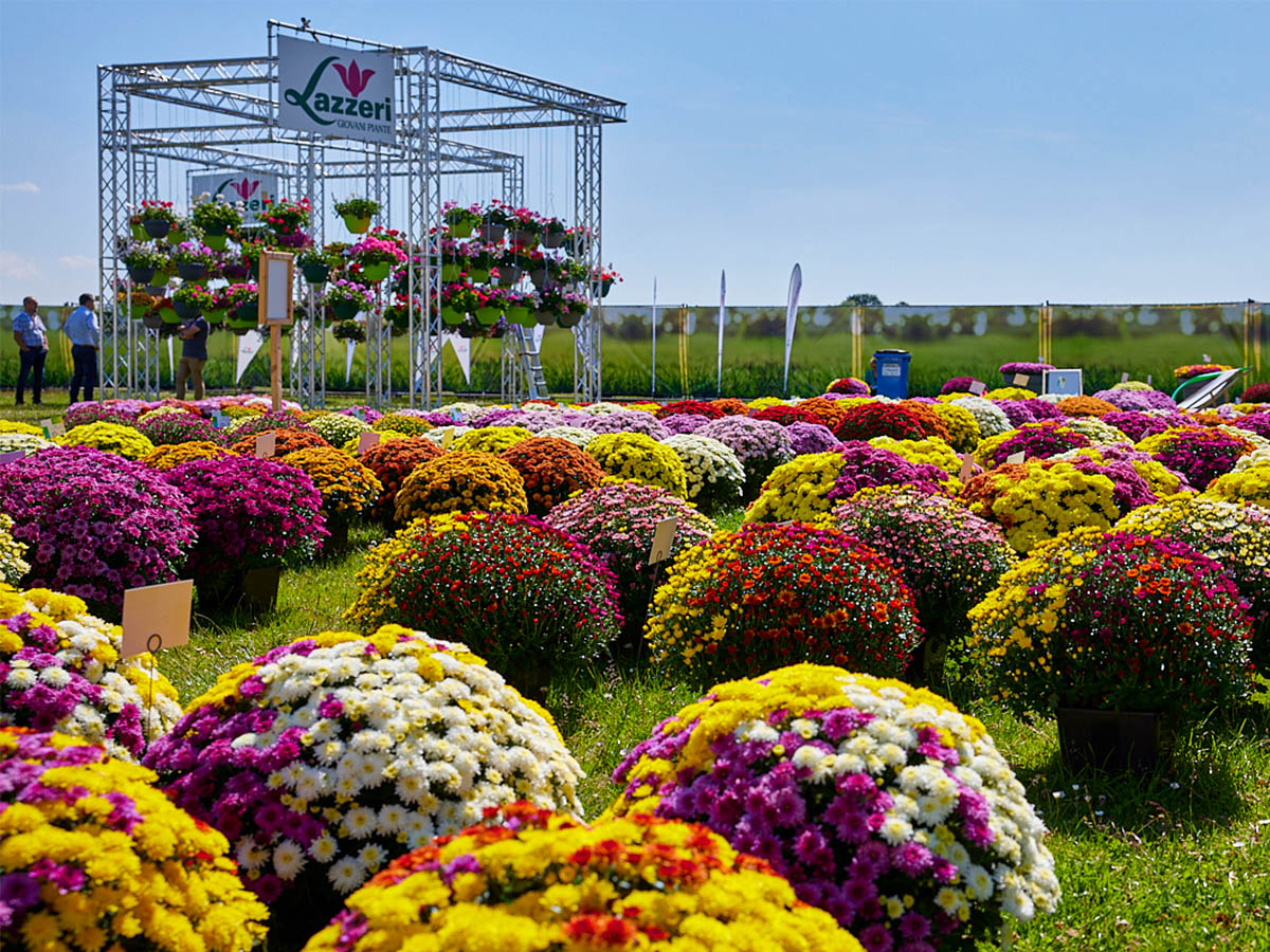 Royal Van Zanten FlowerTrials