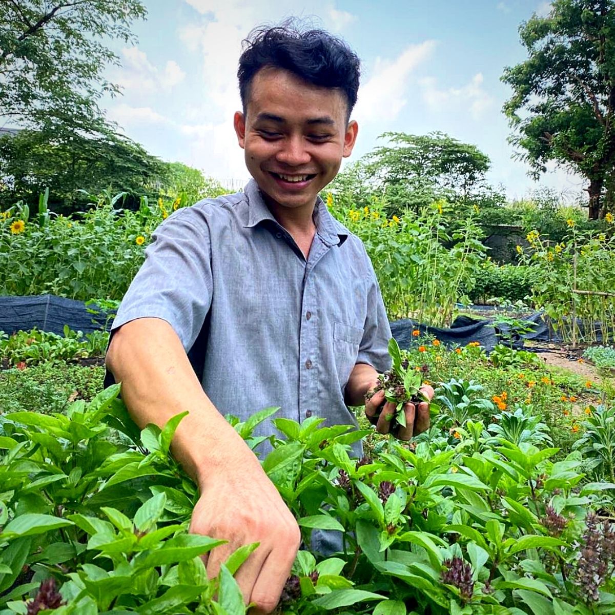 Thai basil plants