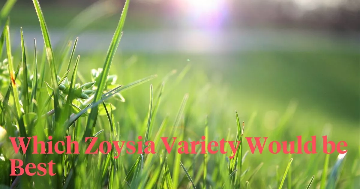 Zoysia-Variety