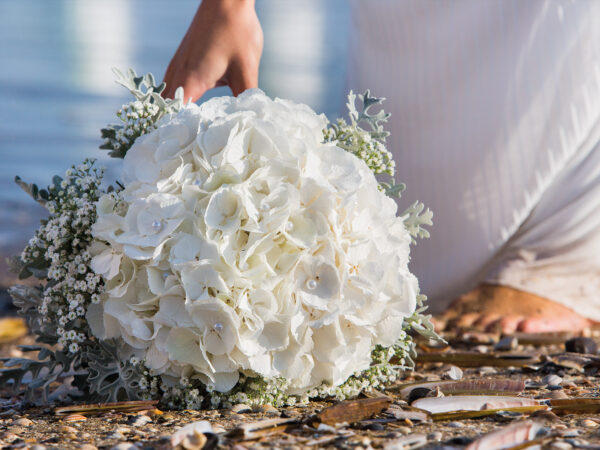 Time for Cut Hydrangea white