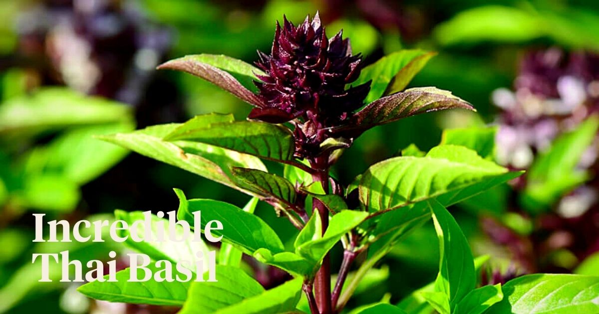Thai Basil is a Mix of Nature's Beauty and Flavors