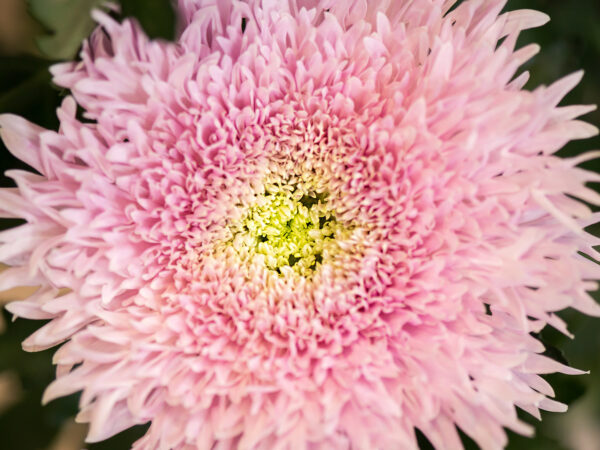 4 Decorum Products in the Spotlight Chrysanthemum