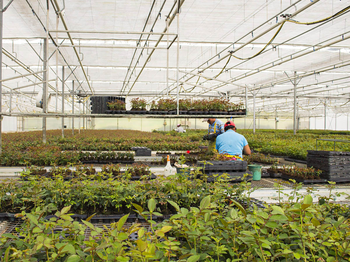 Plantec greenhouse workers