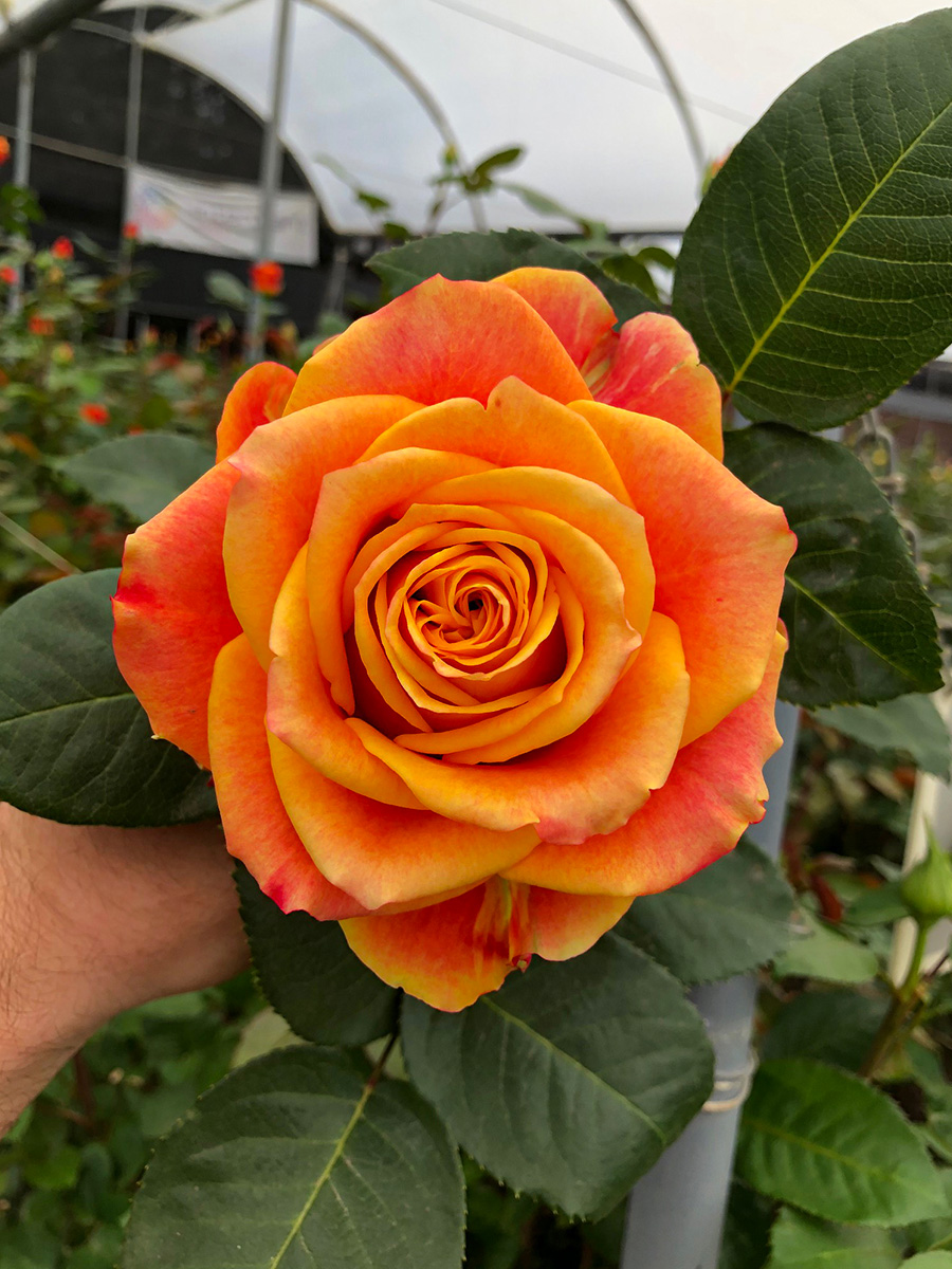 Plantec orange rose in greenhouse