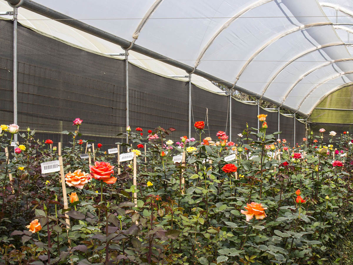 Plantec rose testing in greenhouse