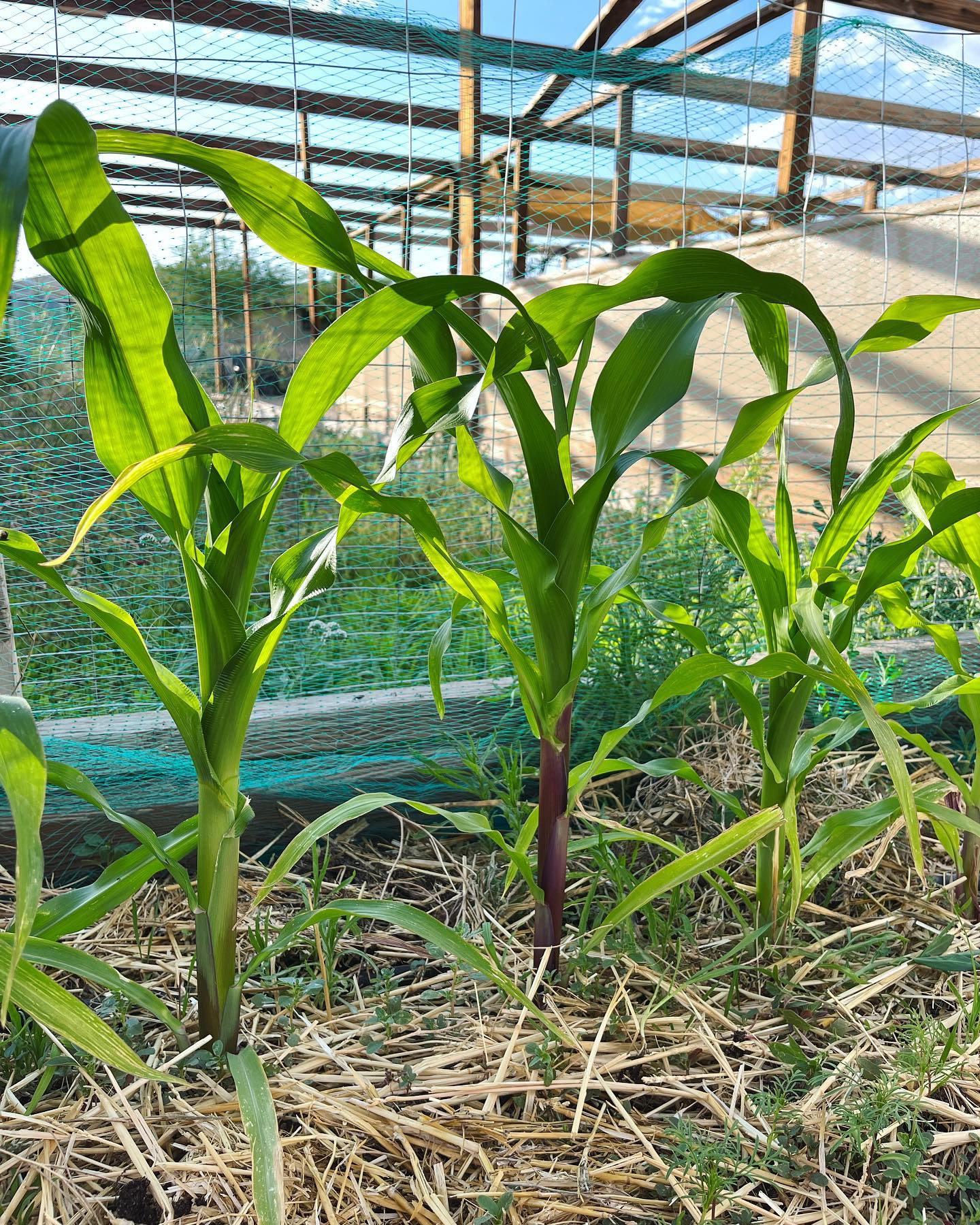 Corn Plant in Garden