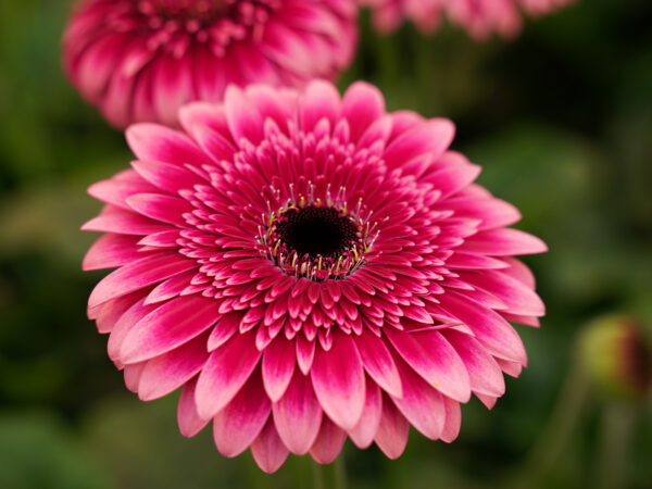 4 Decorum Products in the Spotlight Gerbera