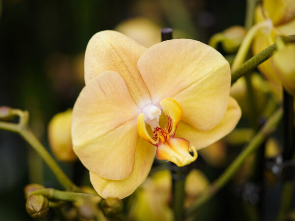 4 Decorum Products in the Spotlight Phalaenopsis