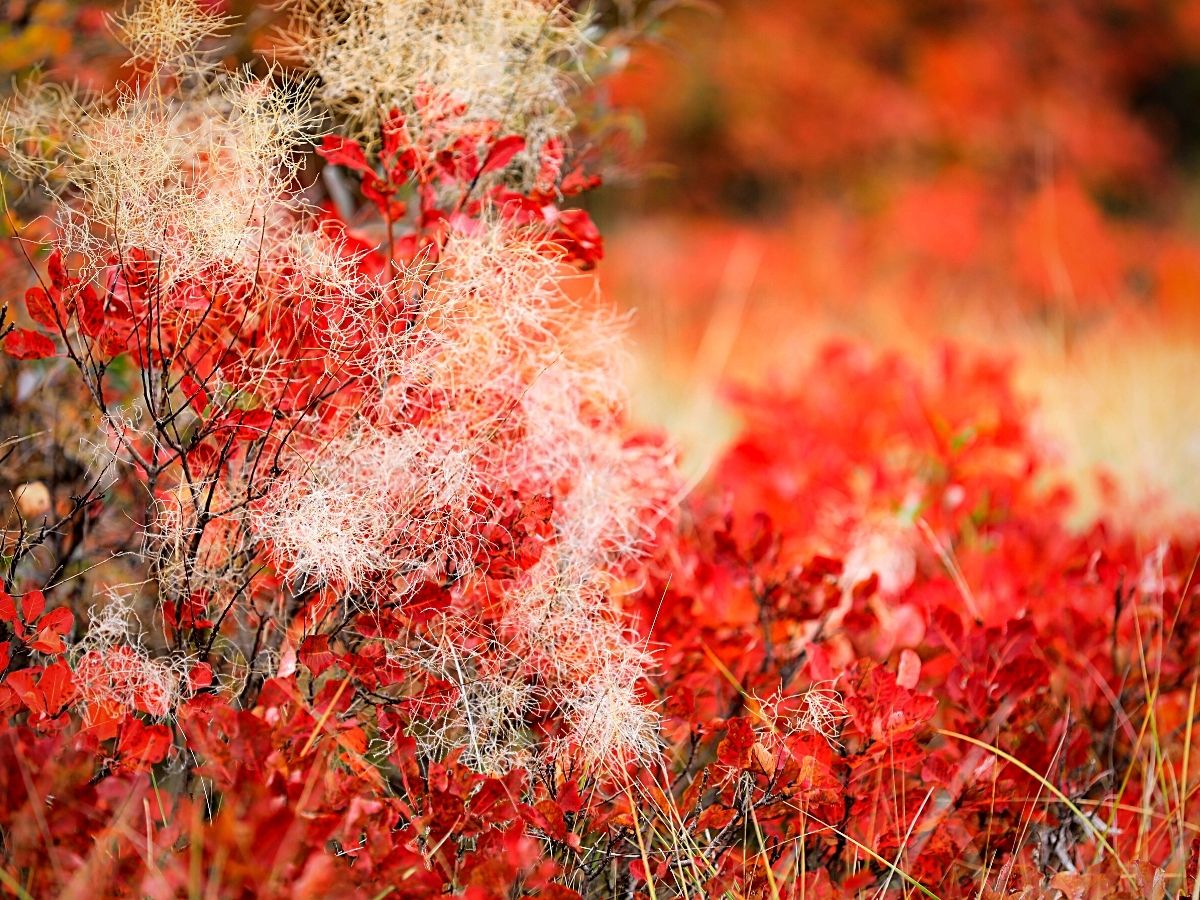 Smoke bush also known as smoke trees