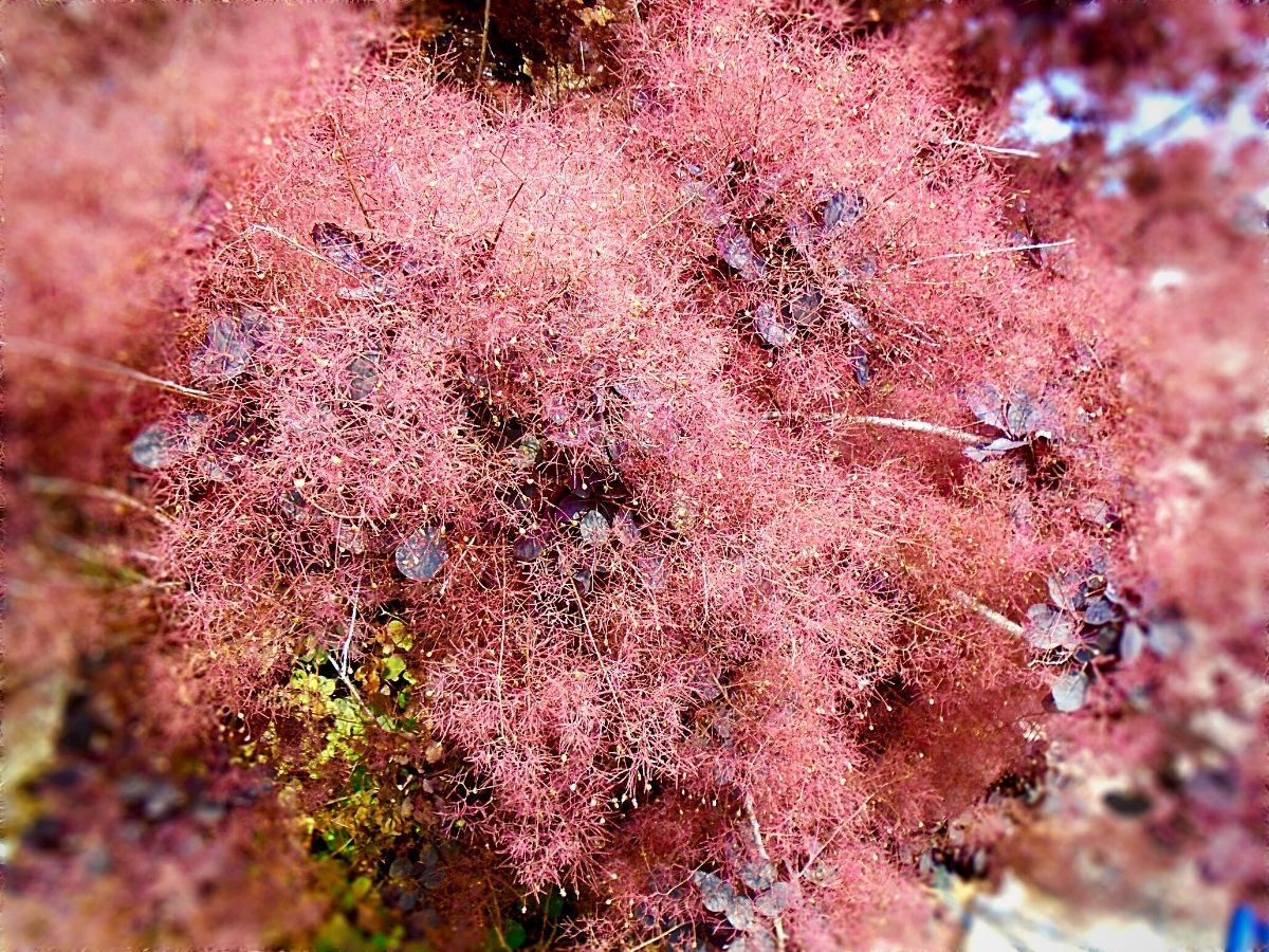 Smoke bush glows in pink colors