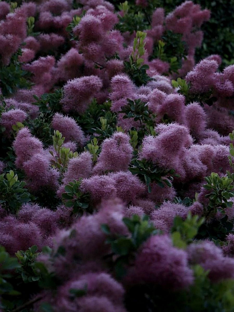 Purple colored smoke bush foliage 