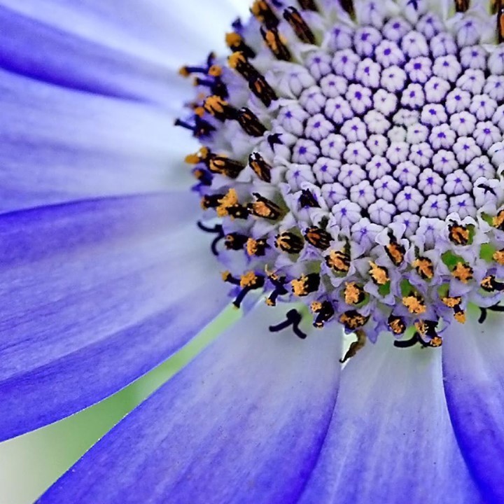 Senetti pericallis close up