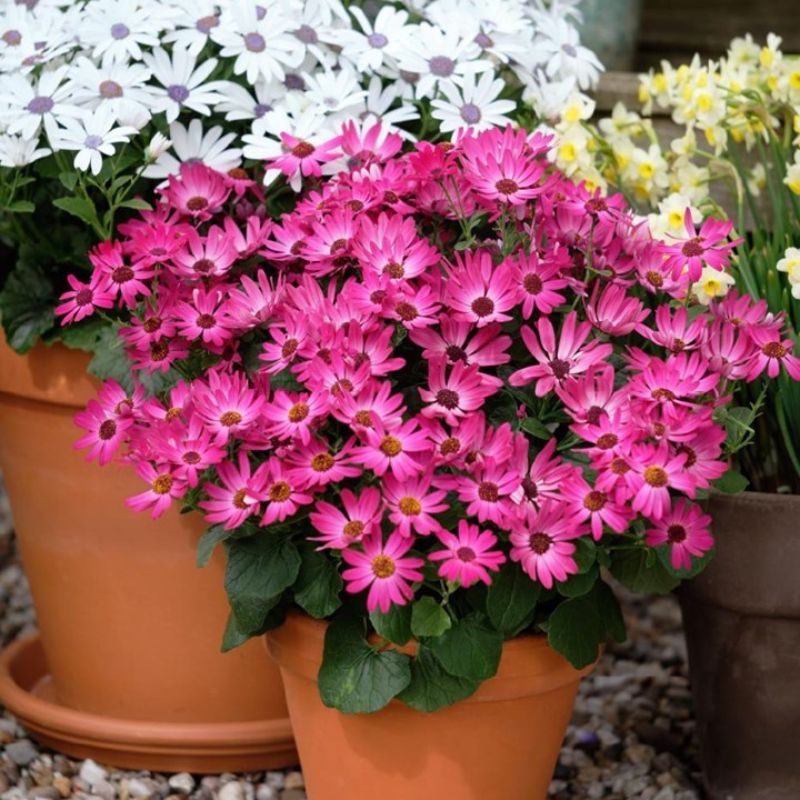 Senetti Pericallis Senecio Cineraria 