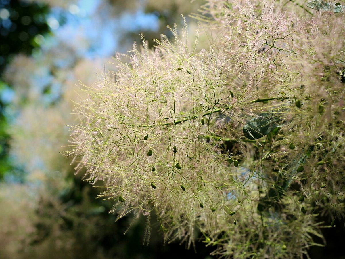 smoke bushes have clusters of feathery flowers