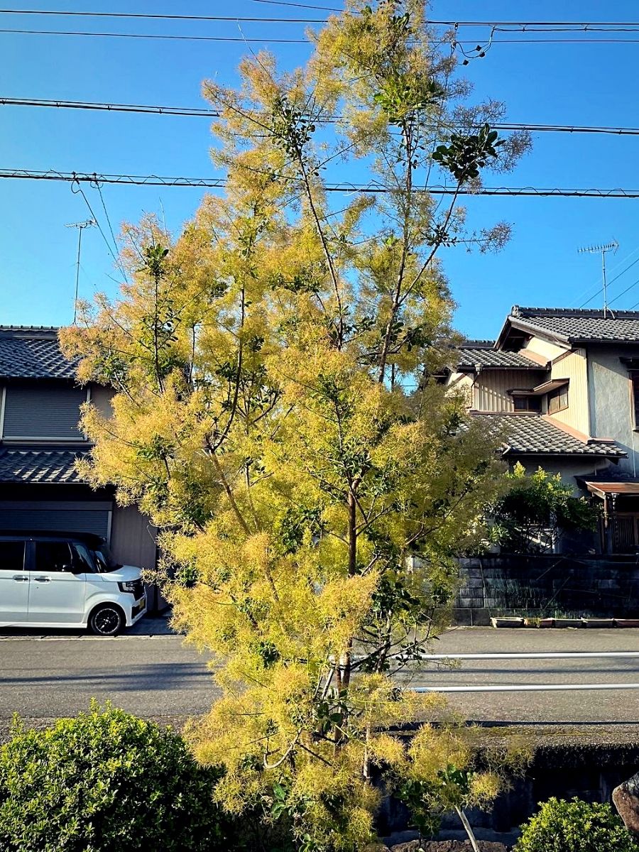 Smoke tree along the roadside