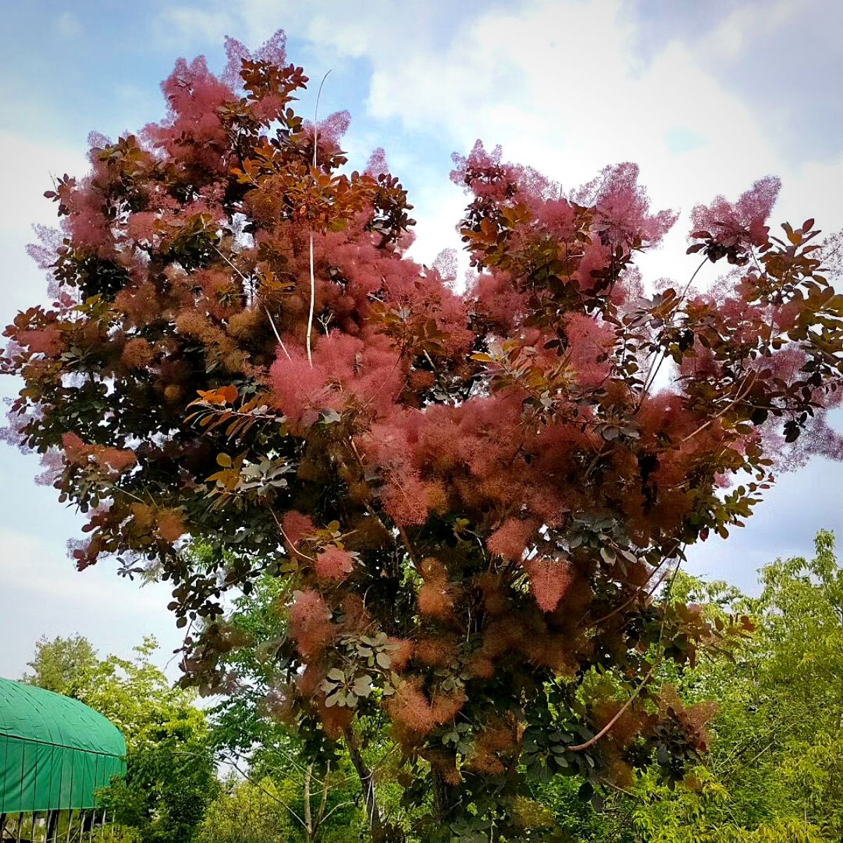 Smoke tree is a captivating plant.