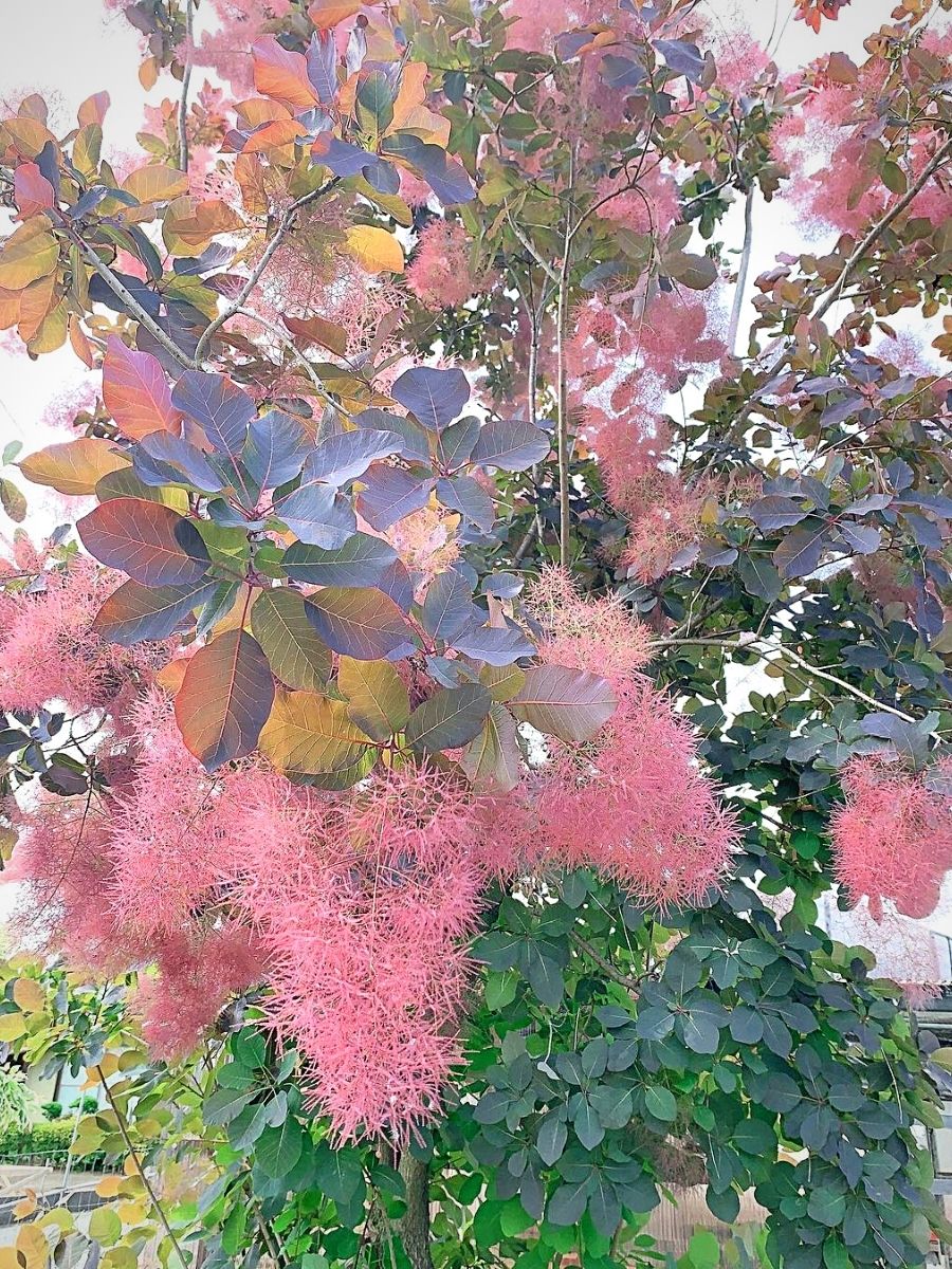 A marvelous smoke bush tree with pink, purple and green leaves
