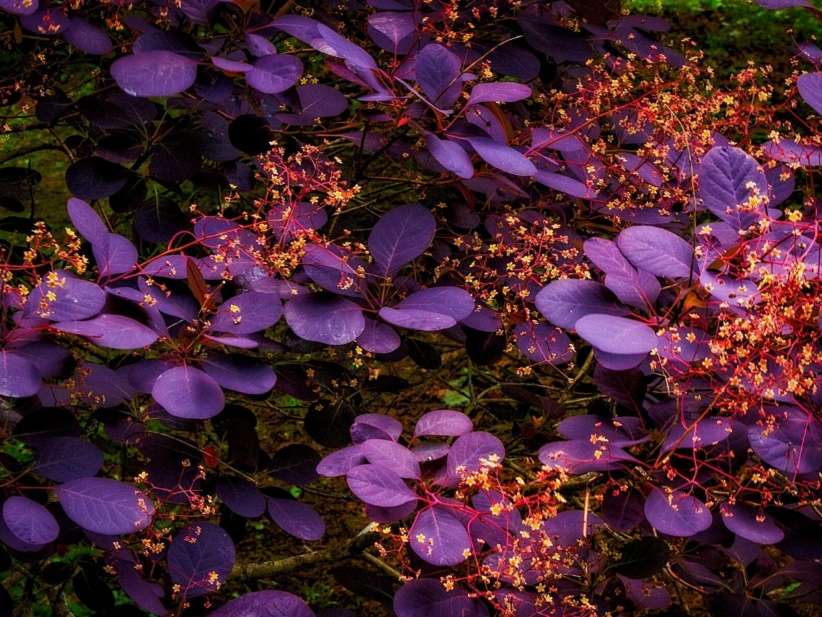 flowering royal purple smoke bush