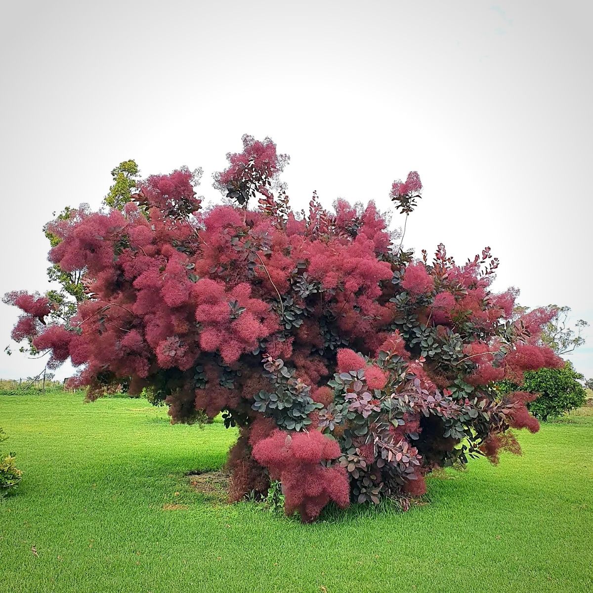 smoke tree bush beautifully colored