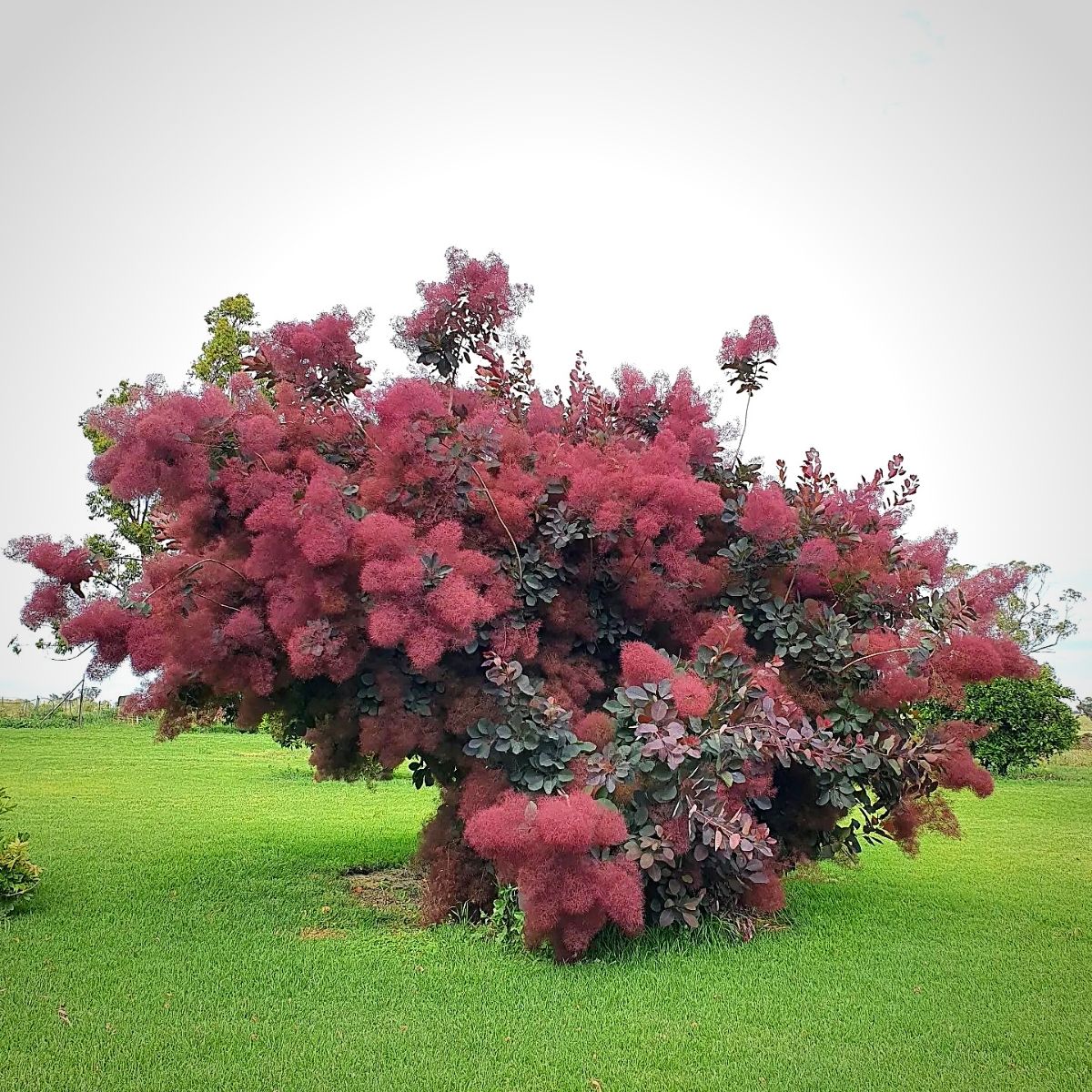 Smoke Bush Guide: Popular Varieties, How to Care and Grow Smoke Trees