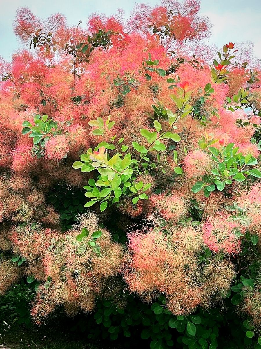 pink and green colored smoke bush